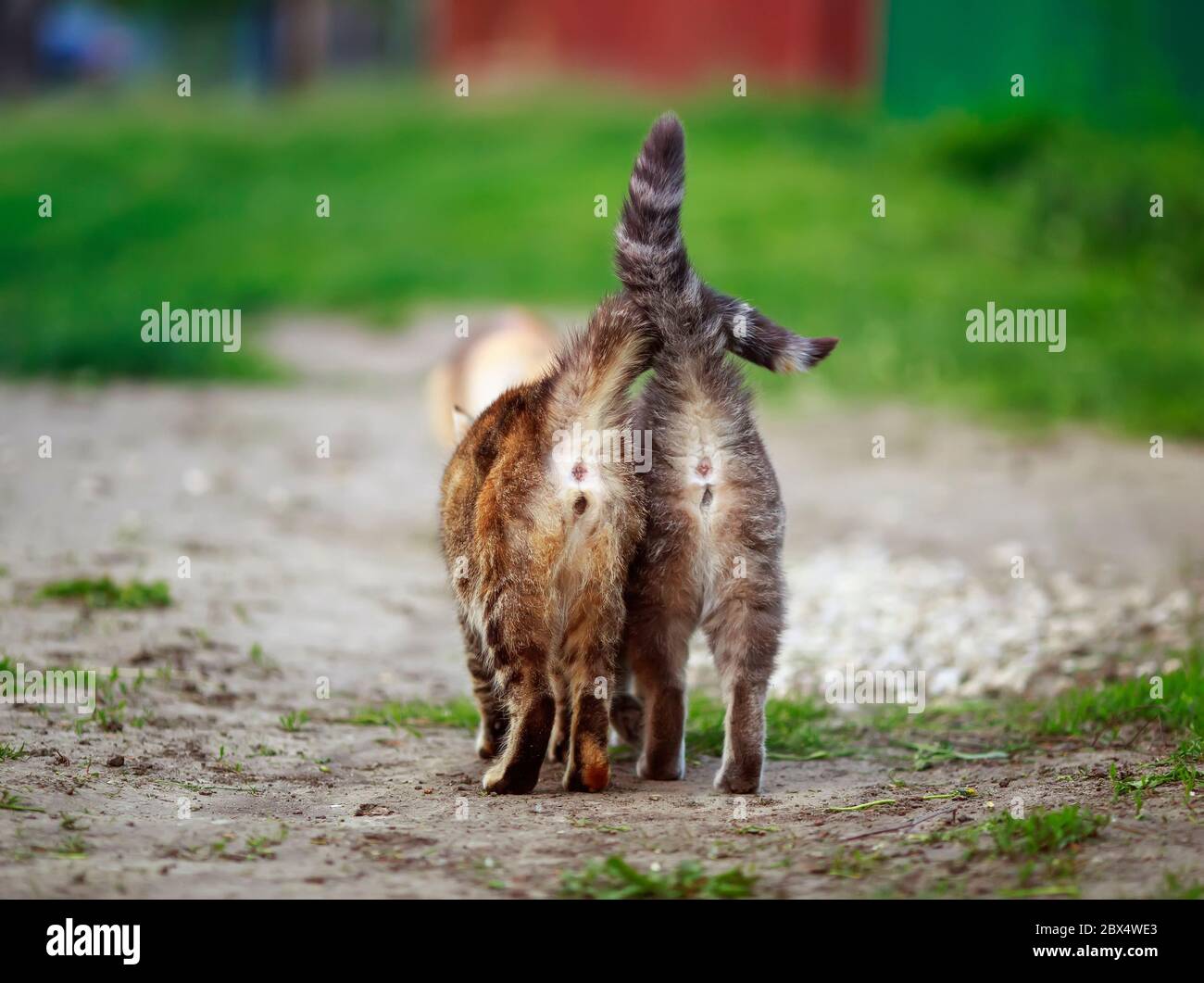 Due gatti a strisce vanno via in giardino in una giornata di primavera soleggiato con le loro code a strisce tenuto alto Foto Stock