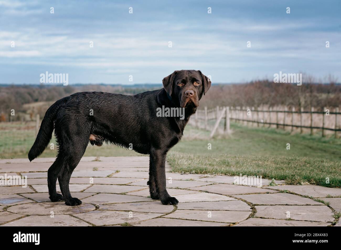 Ritratto di un cane di Retriever Labrador al cioccolato maschile Foto Stock