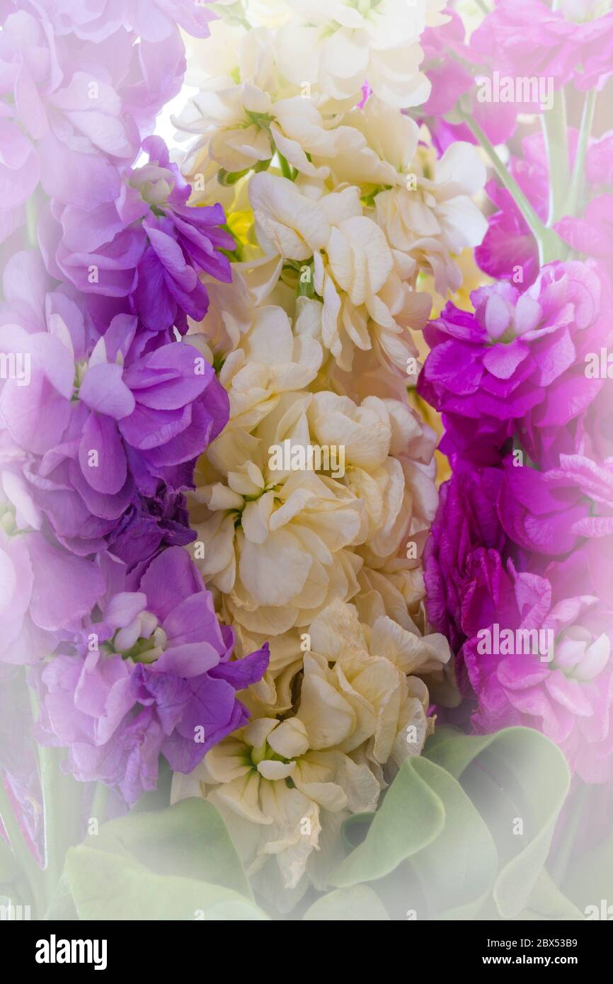 Stock, Mattiola incana, punte di fiori in tonalità di viola malva, bianco crema e rosa - primo piano di fiori Foto Stock