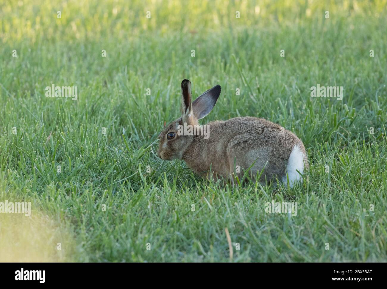 Leveret, Watergate Road, Harrogate, North Yorkshire Foto Stock