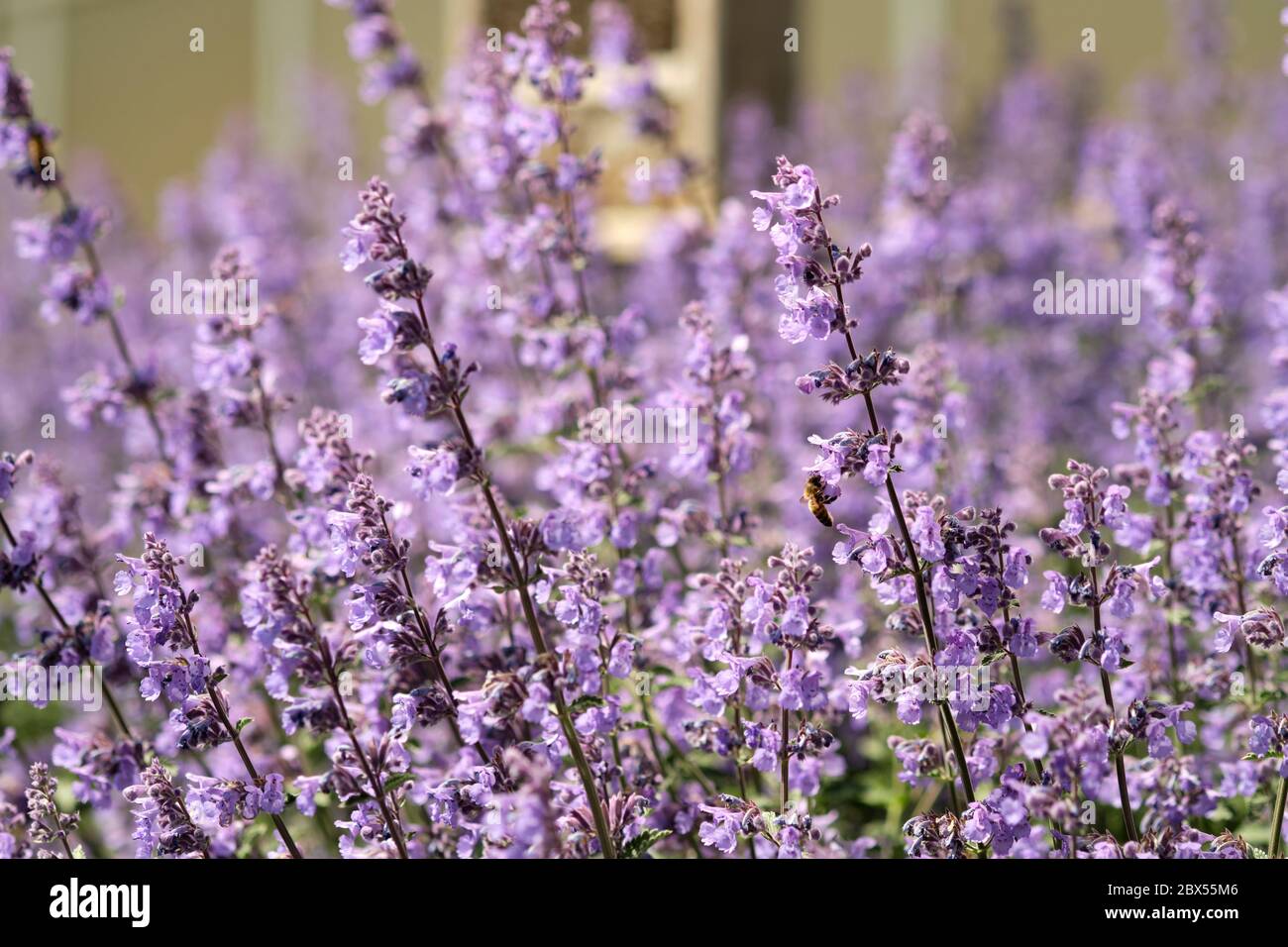 Bijen tussen Engelse lavendel - tra lavanda inglese Foto Stock