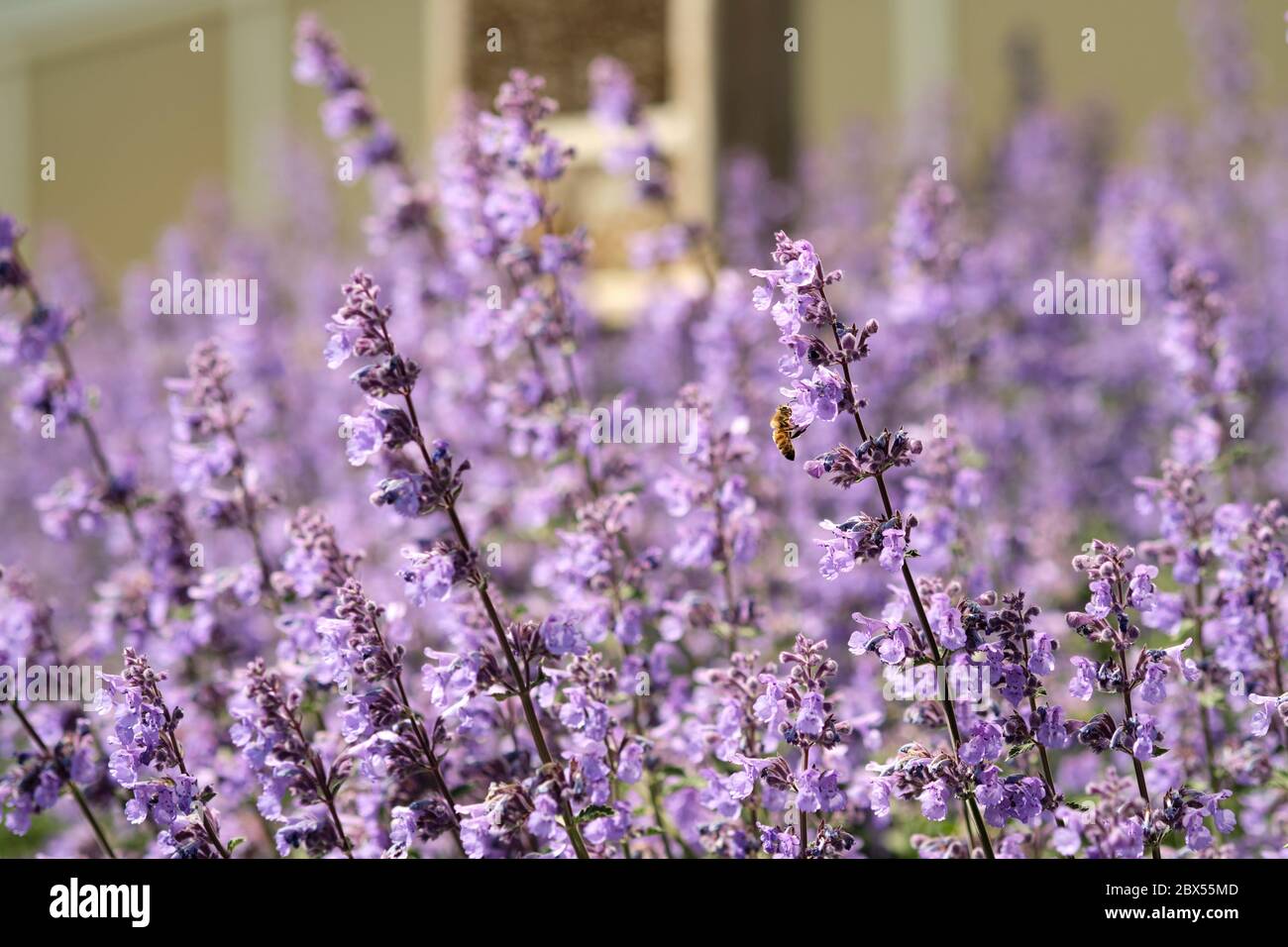 Bijen tussen Engelse lavendel - tra lavanda inglese Foto Stock