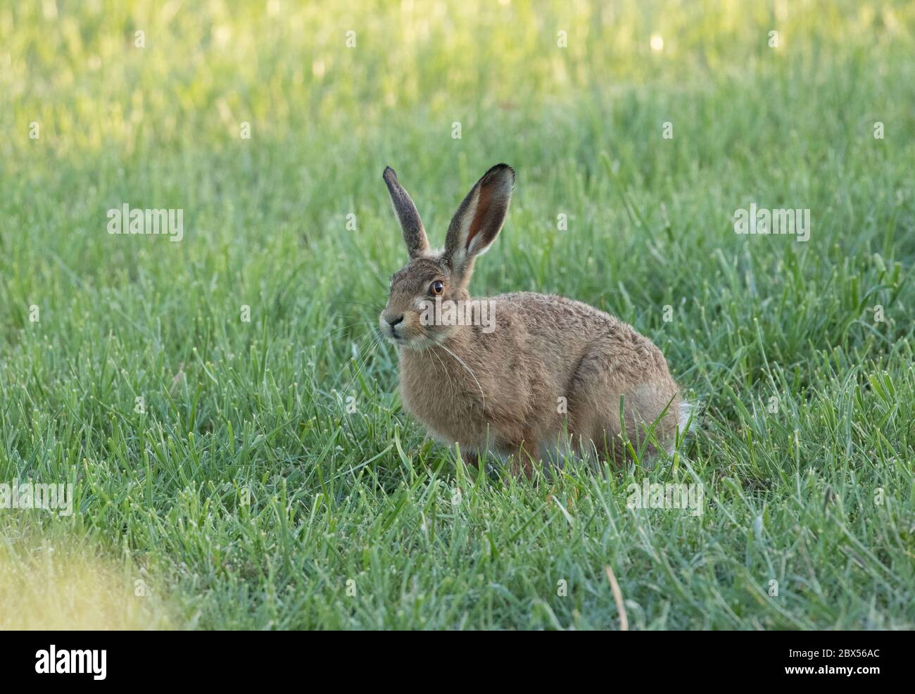 Leveret, Watergate Road, Harrogate, North Yorkshire Foto Stock