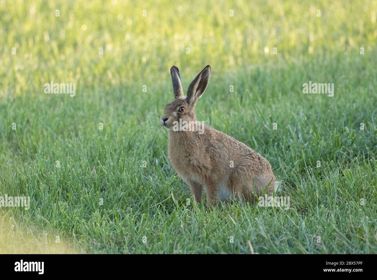 Leveret, Watergate Road, Harrogate, North Yorkshire Foto Stock