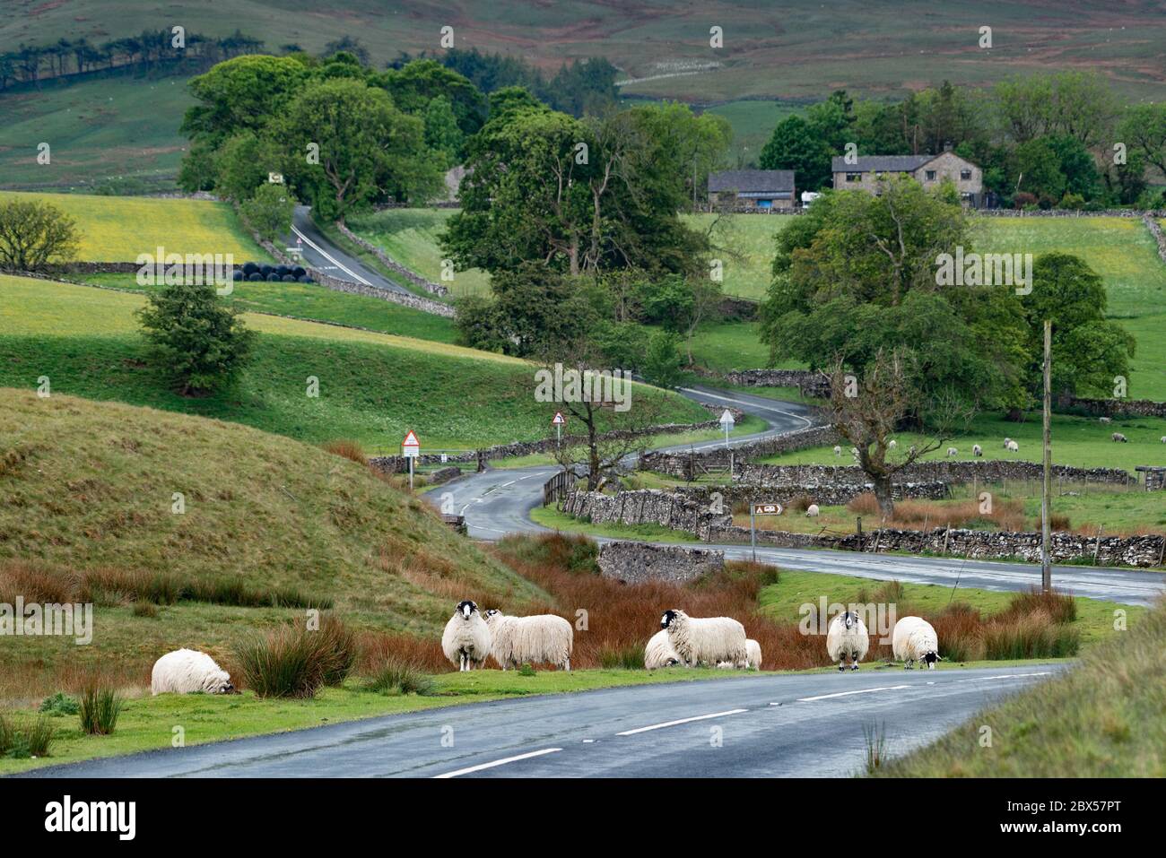 Ravenstonedale, Kirkby Stephen, Cumbria, Regno Unito. 4 Giugno 2020. Ruvida è caduto pecore in tempo di esposizione, Ravenstagonedale, Kirkby Stephen, Cumbria.UK credito: John Eveson/Alamy Live News Foto Stock