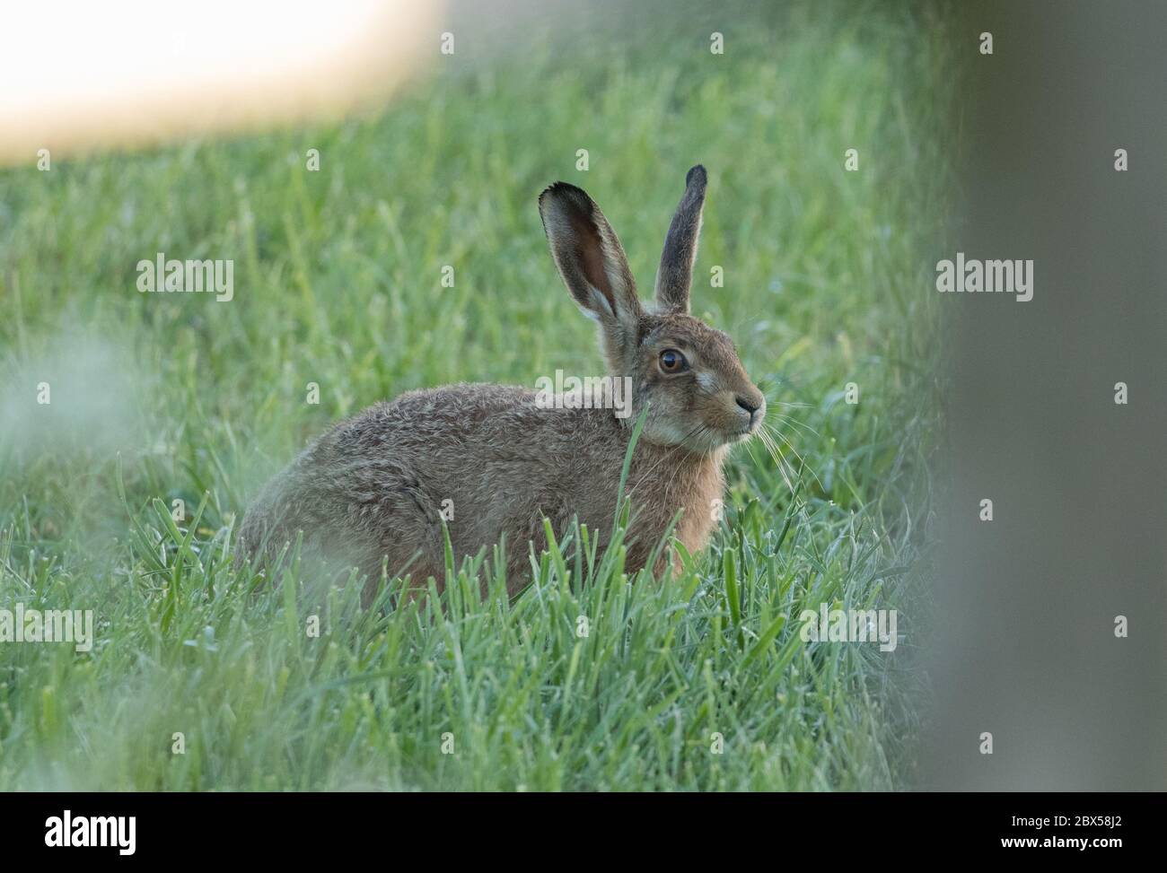 Leveret, Watergate Road, Harrogate, North Yorkshire Foto Stock