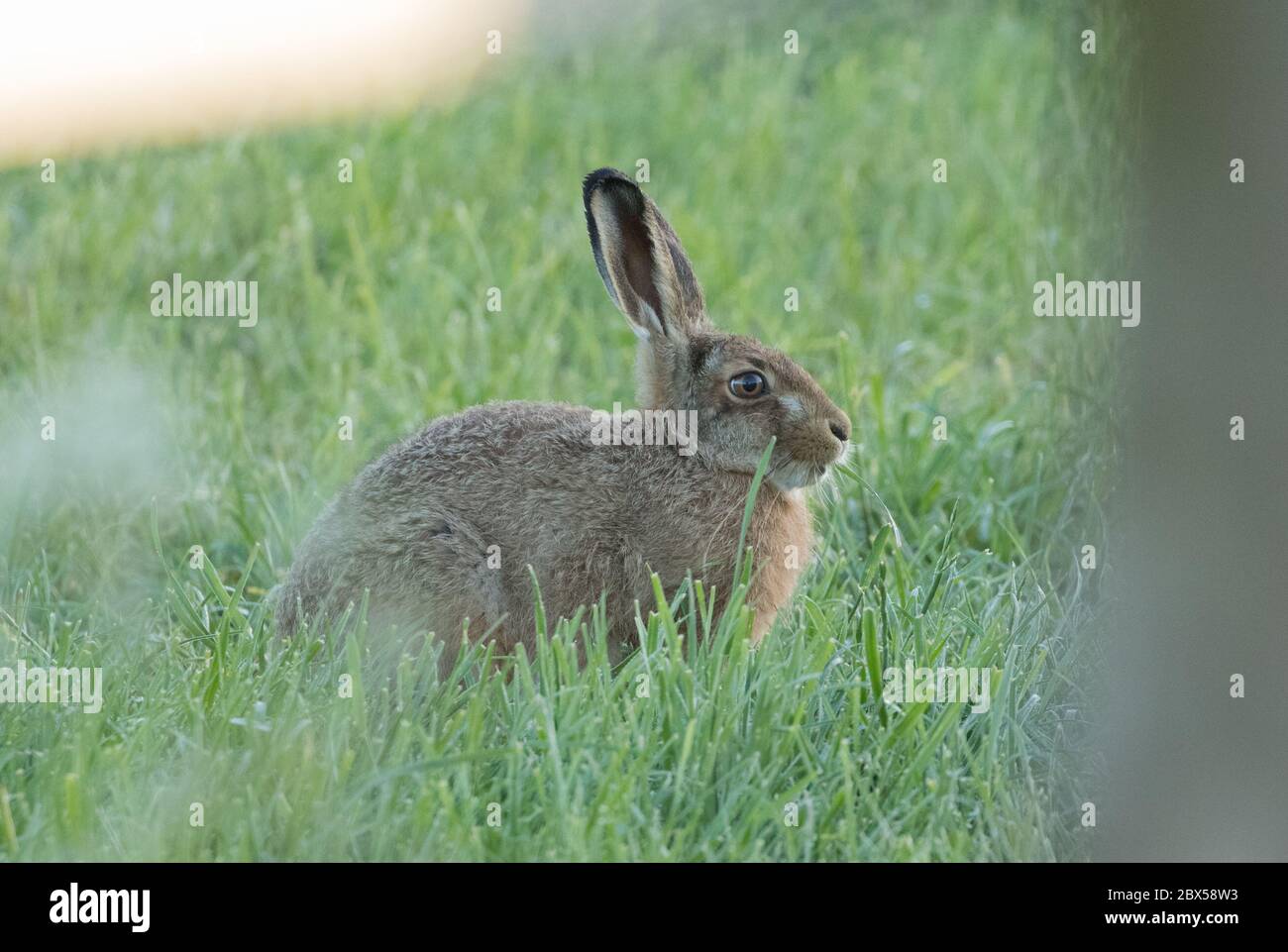 Leveret, Watergate Road, Harrogate, North Yorkshire Foto Stock