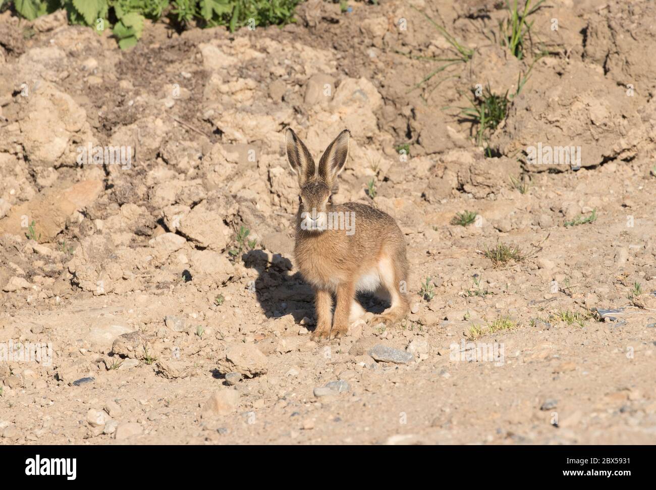 Leveret, Watergate Road, Harrogate, North Yorkshire Foto Stock