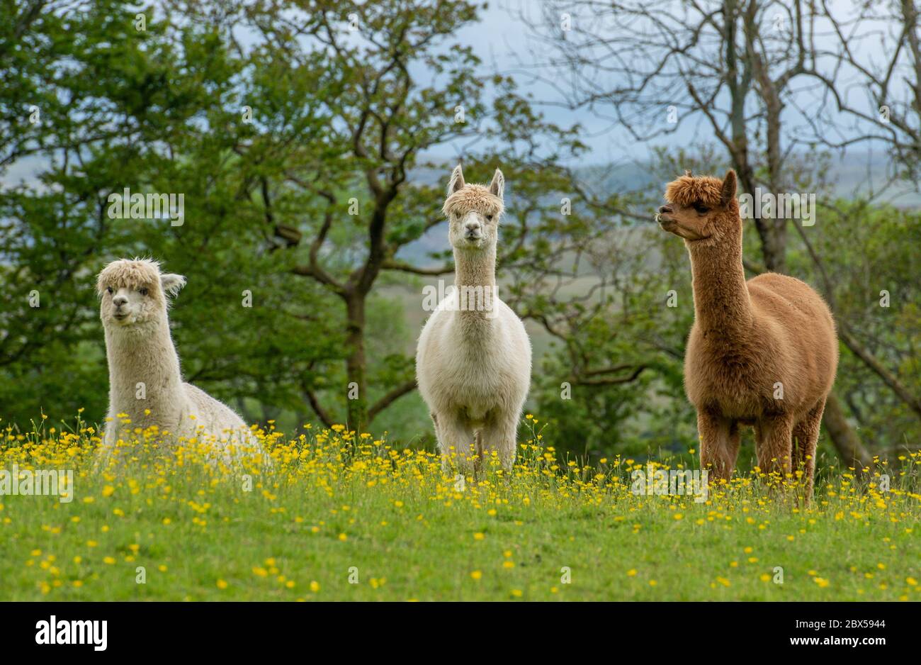 Sedbergh, Cumbria, Regno Unito. 4 Giugno 2020. Un Alpacas tra le coppe di farfalle in un campo alla periferia di Sedbergh, Cumbria.UK Credit: John Eveson/Alamy Live News Foto Stock