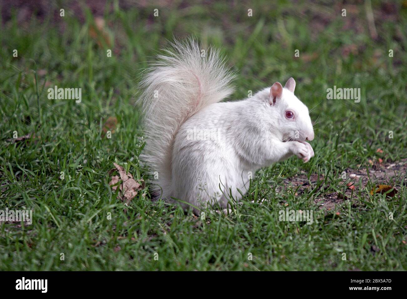 Un giardino Albino Squirrel che viene a nutrirsi in Sussex. Foto Stock