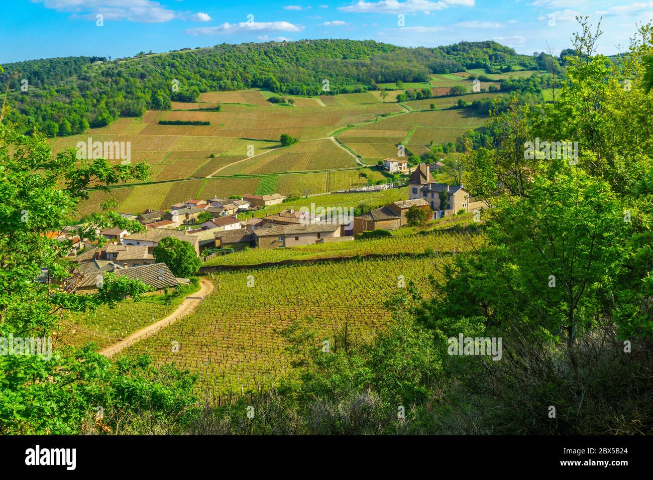Paesaggio di vigneti e campagna, visto dalla roccia di Solutre (Roche), in Saône-et-Loire department, Borgogna, Francia Foto Stock