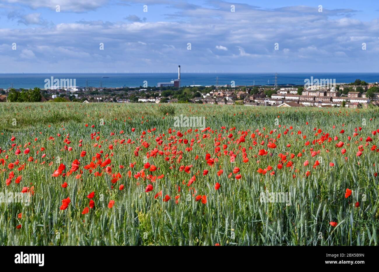 Brighton UK 5 giugno 2020 - Poppies in fiore in una giornata soleggiata ma arrossante sulle Downs Sussex a Portslade che domina la centrale elettrica di Shoreham, a ovest di Brighton . Forti venti e pioggia sono previsti per il fine settimana in tutta la Gran Bretagna dopo il recente incantesimo di tempo caldo . Credit: Simon Dack / Alamy Live News Foto Stock