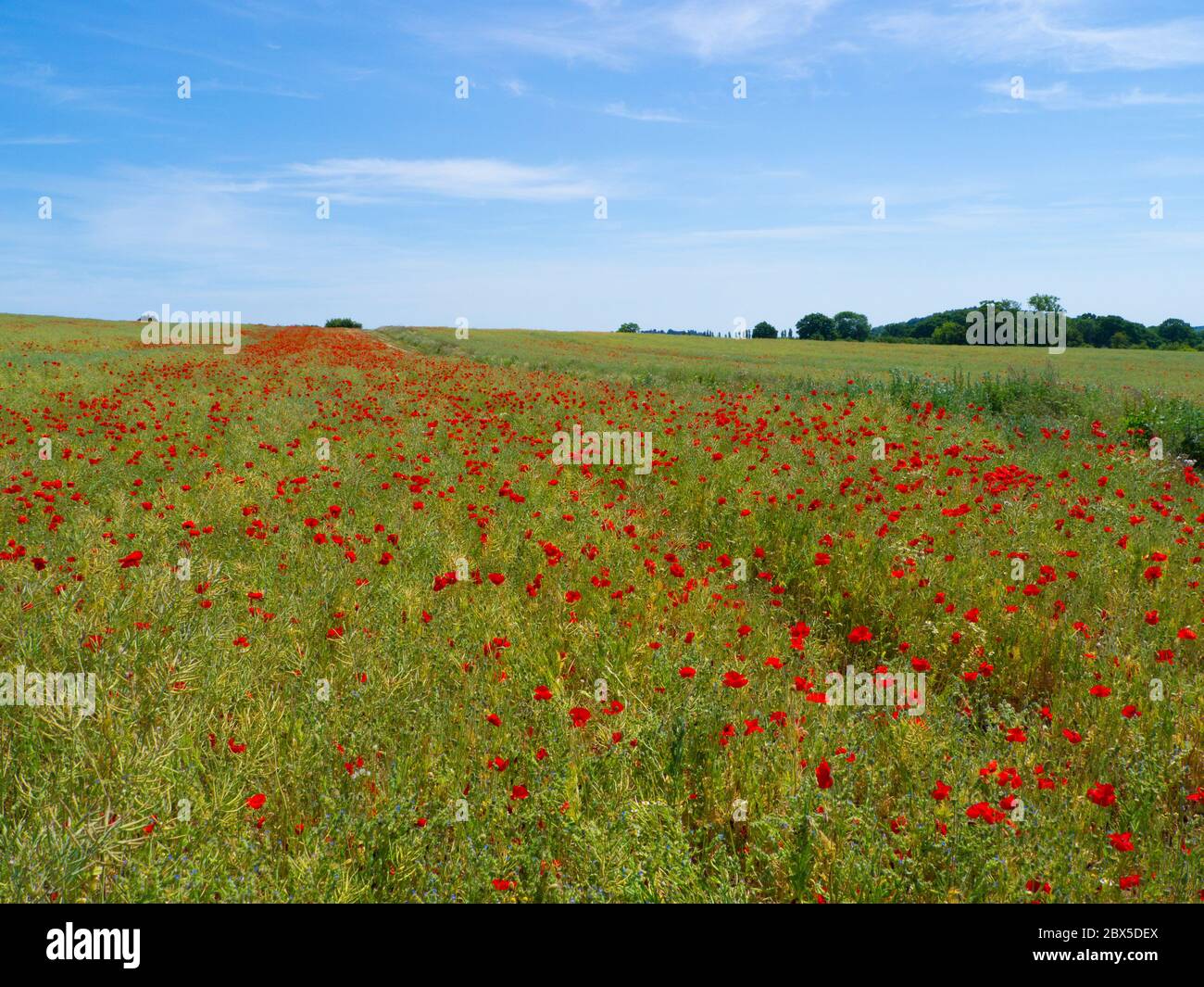 Poppy Field vicino a Guildford Surrey, sulle colline del Surrey Foto Stock