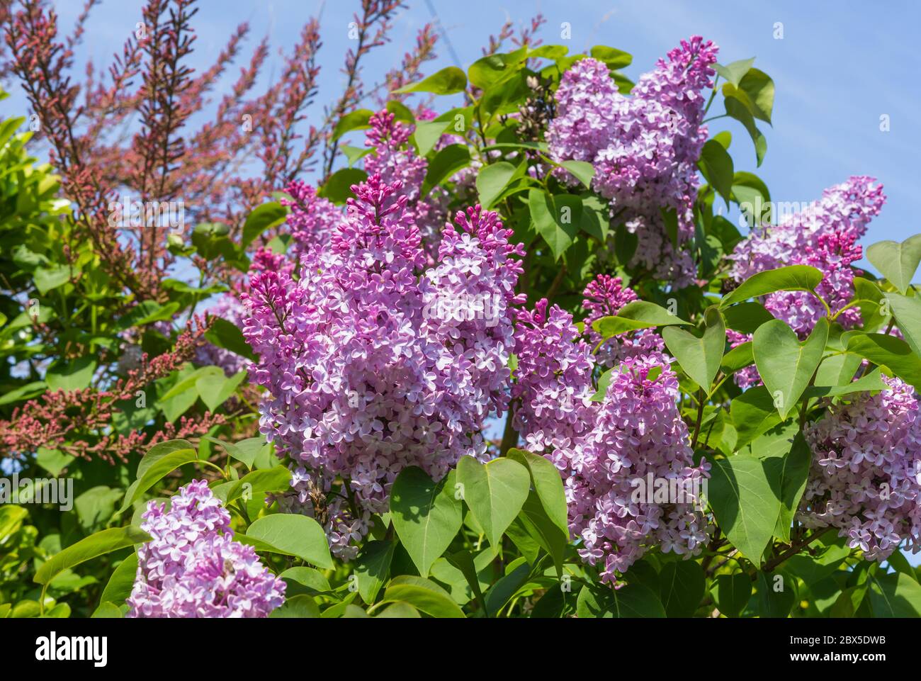 Viola Lilla comune (Syringa vulgaris) nella tarda primavera nel Regno Unito. Foto Stock