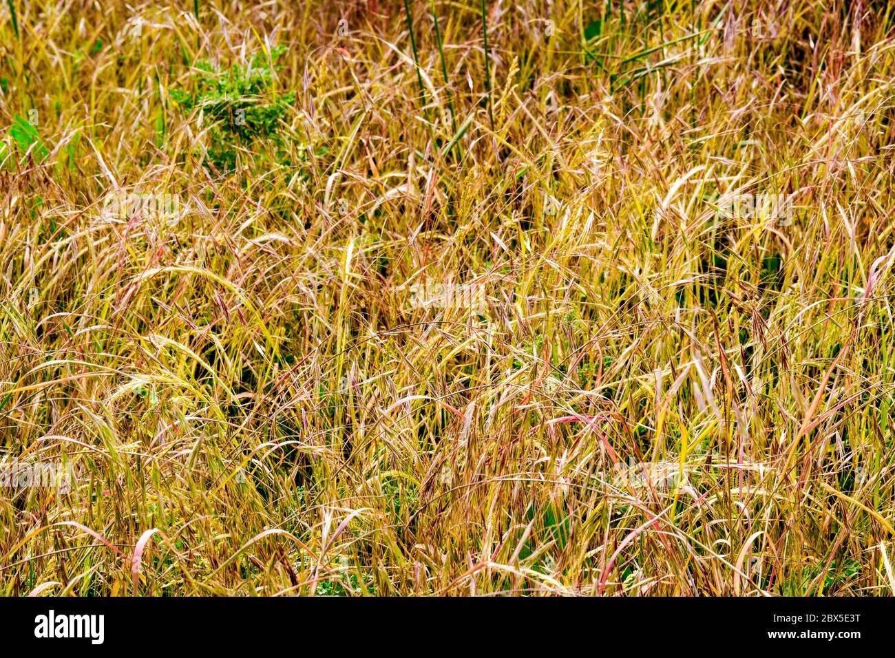 Cerotto di oro e di erba palusta con sommità rossa Foto Stock