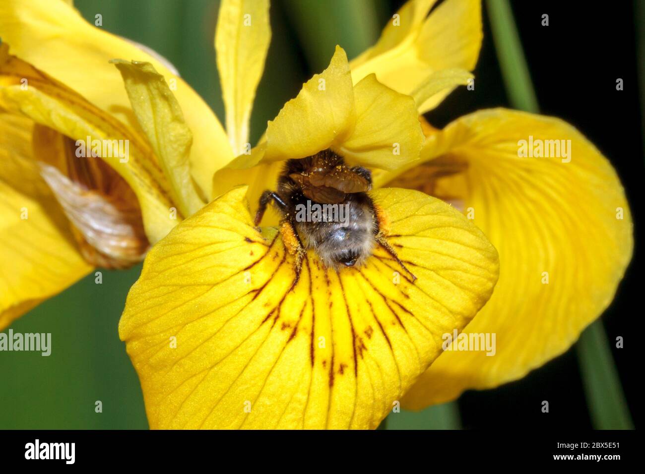 Bumblebee che raccoglie polline da un fiore di iride, Sussex, Regno Unito Foto Stock