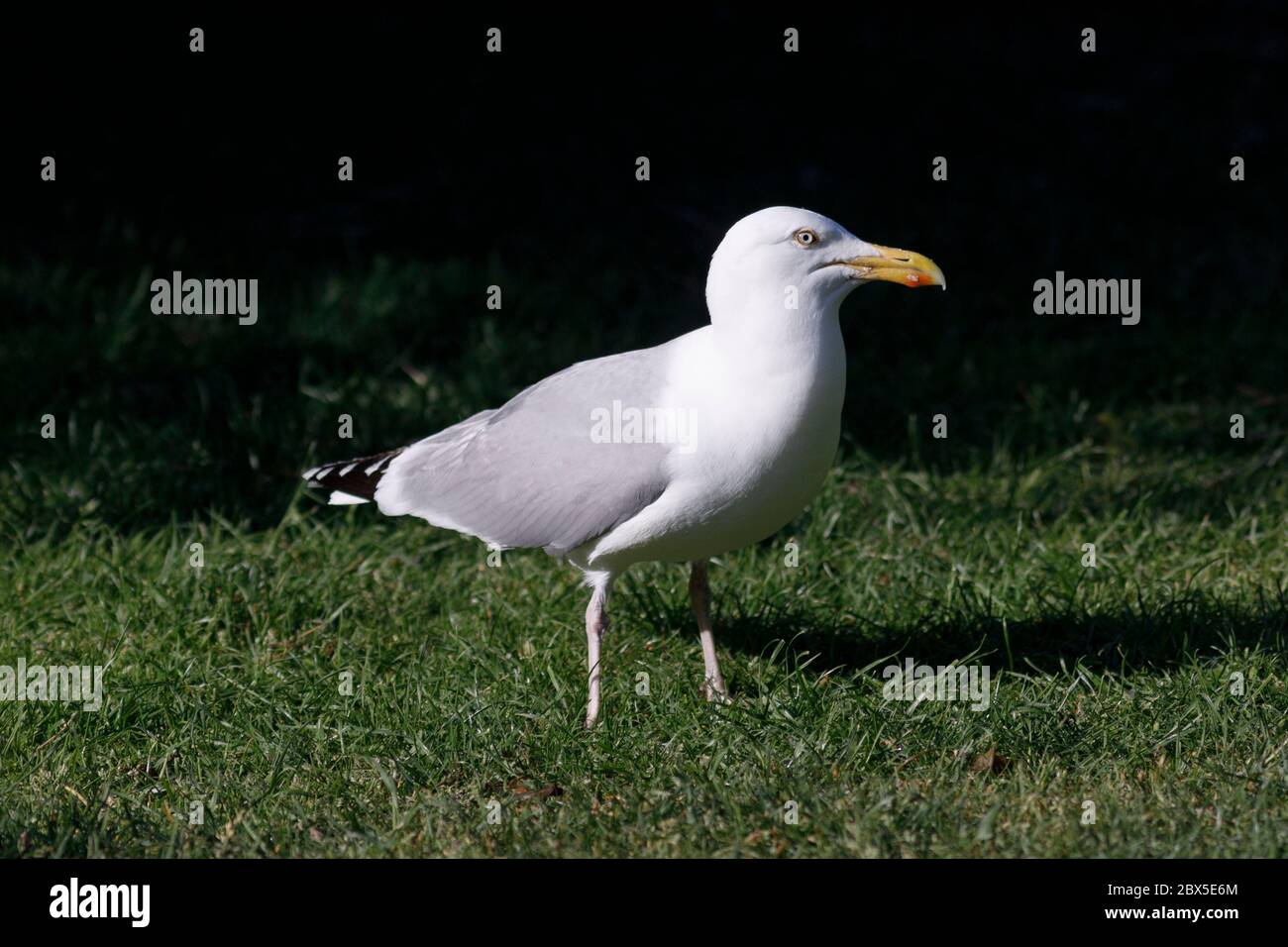 Gabbiano di aringa (Larus argentatus) su un prato da giardino a Sussex, Regno Unito Foto Stock