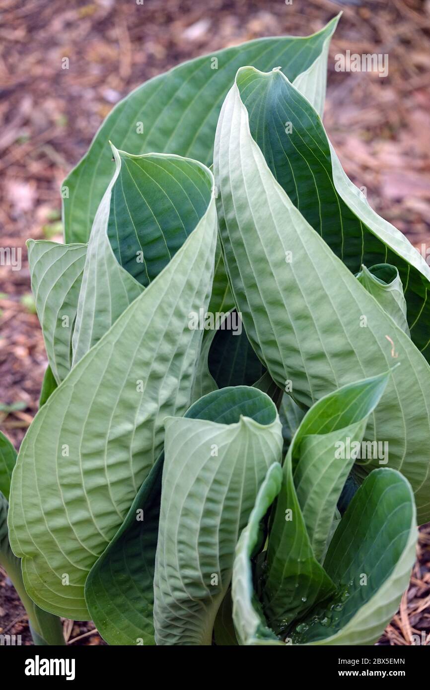 Hosta 'Abiqua bere Gourd' Foto Stock