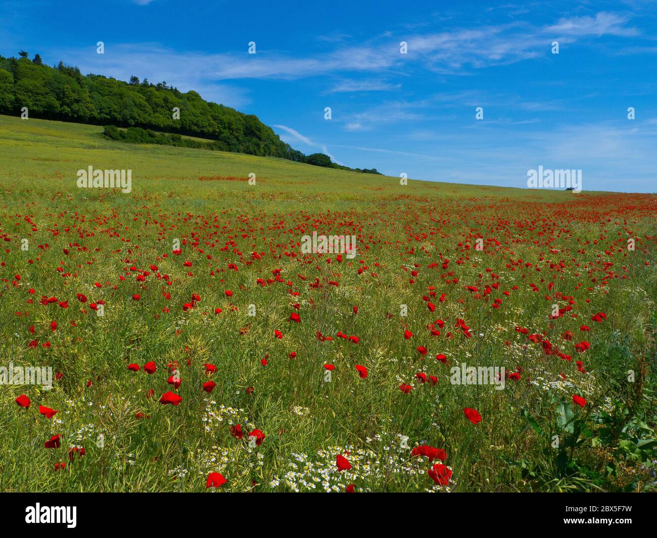 Poppy Field vicino a Guildford Surrey, sulle colline del Surrey Foto Stock