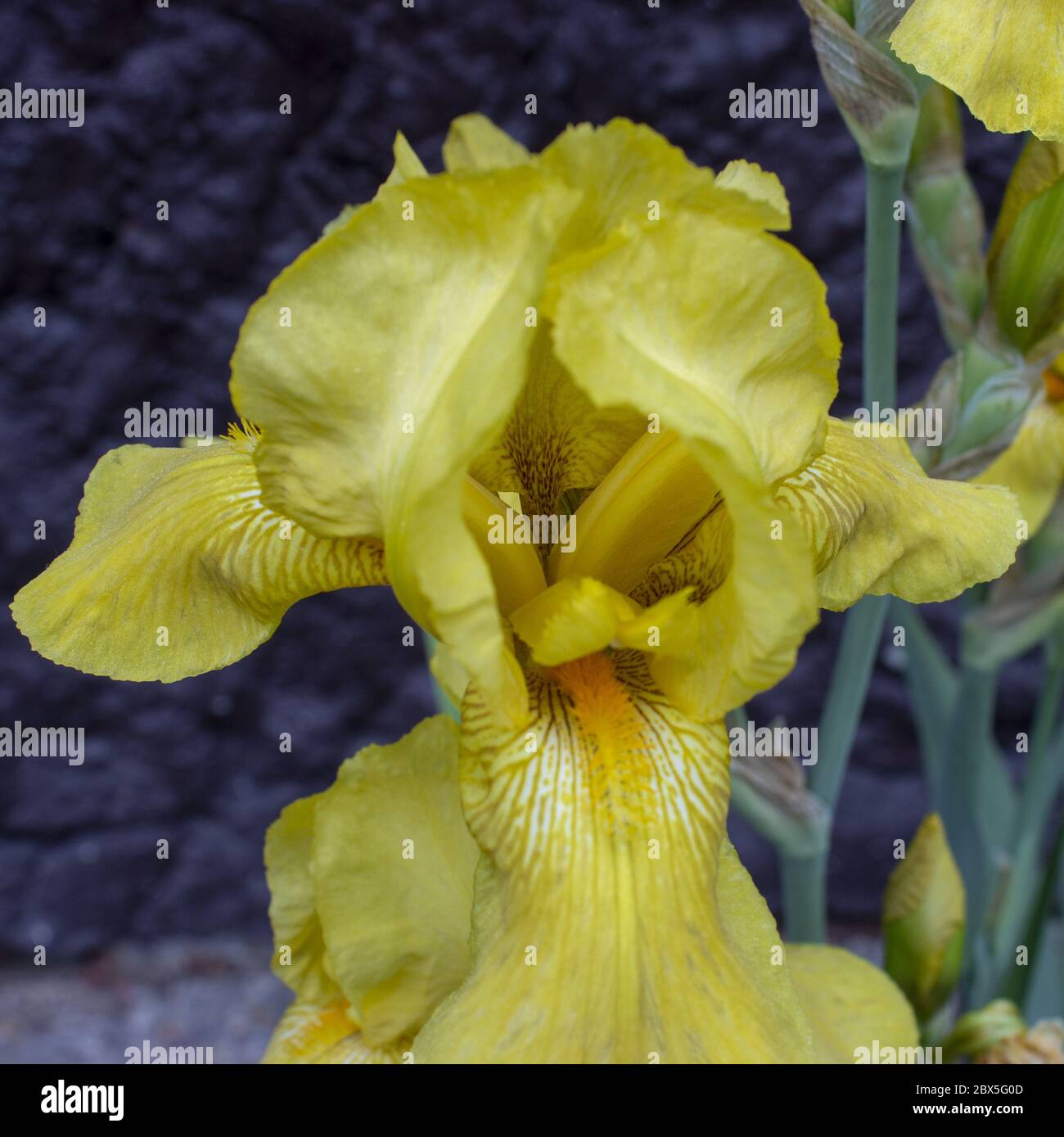 Iris pseudacorus - bandiera gialla - iride gialla - bandiera acqua in giardino Foto Stock