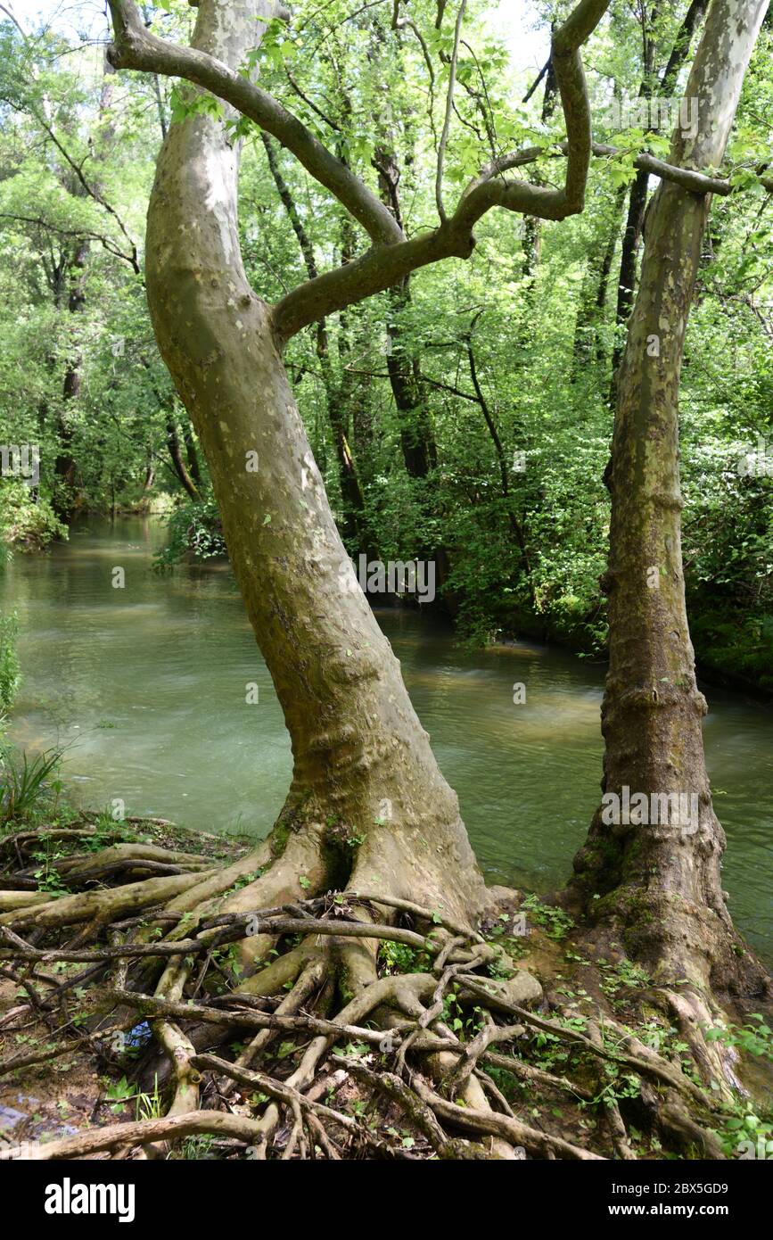 Sistema di radice esposto di Riverside Tree nella gola Caramy e fiume vicino Tourves Var Provence Francia Foto Stock