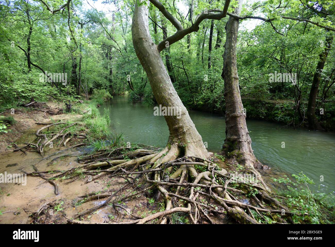 Sistema di radice esposto di Riverside Tree nella gola Caramy e fiume vicino Tourves Var Provence Francia Foto Stock