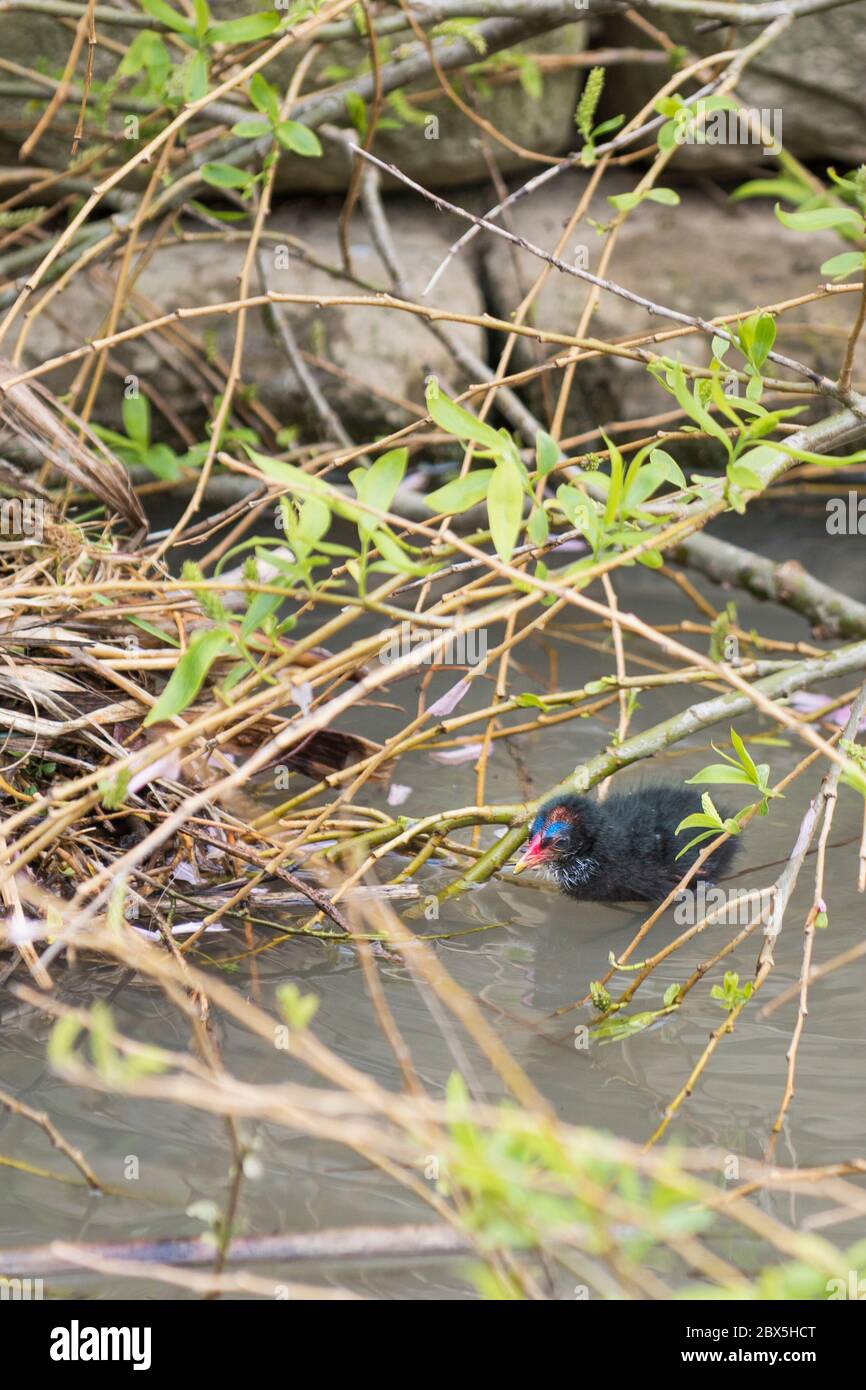 Un comune Moorhen Gallinula chloropus pulcino in un lago a Newquay in Cornovaglia. Foto Stock