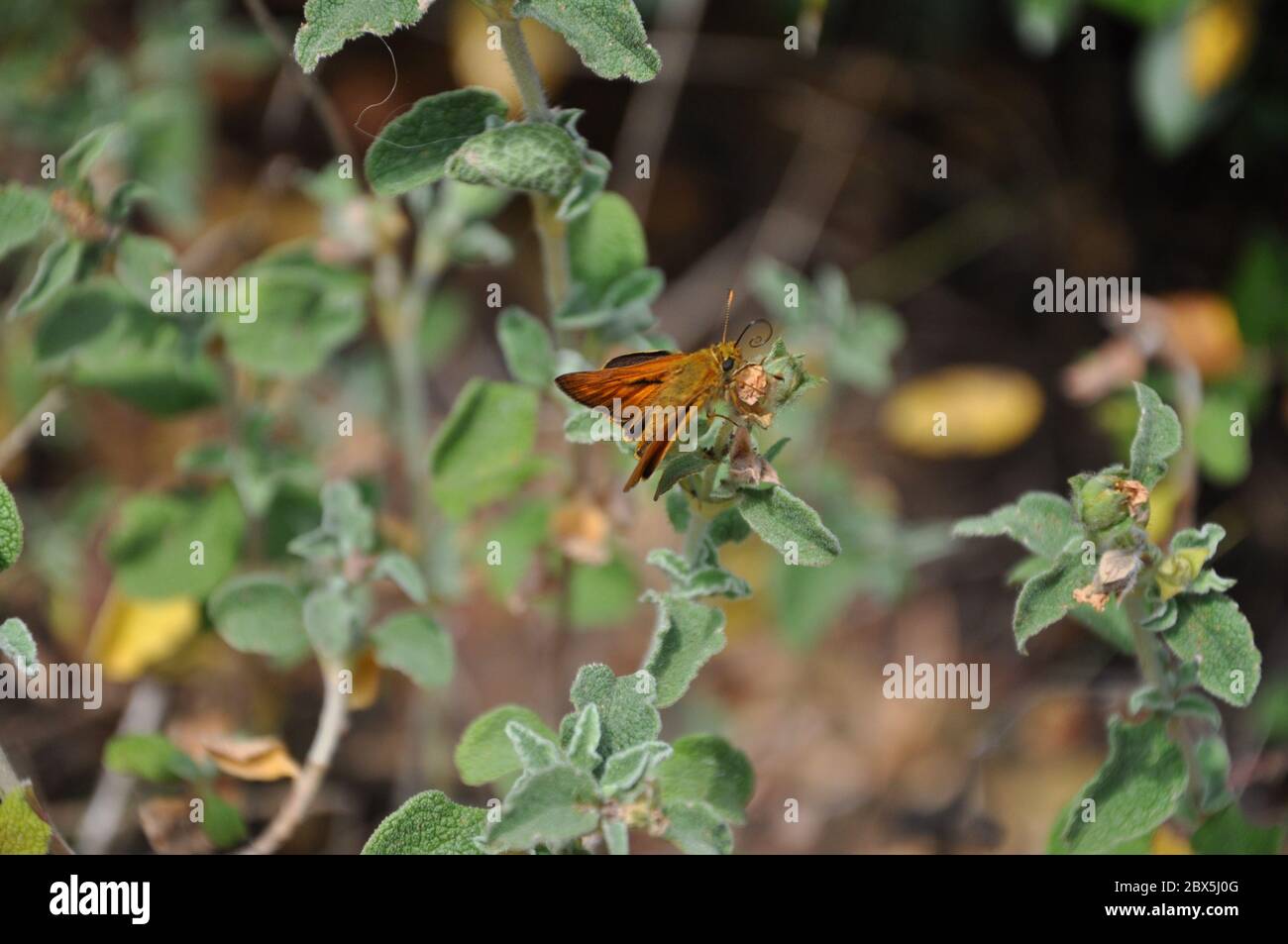 Una bella grande Skipper Butterfly Ochlodes sylvanus che perching su erba. Ochlodes venata, maschio Foto Stock