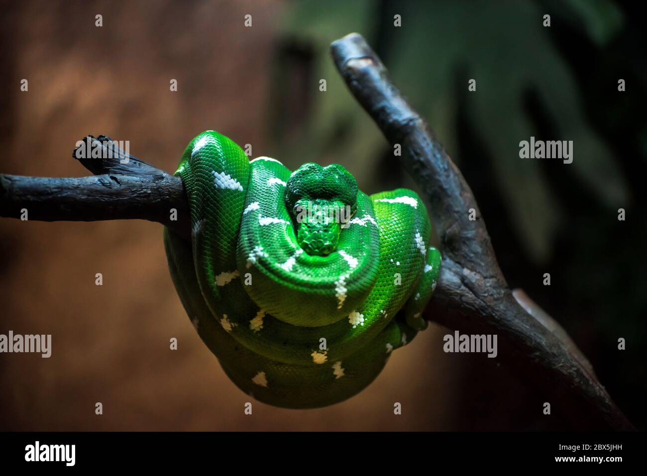 Green Tree python Foto Stock
