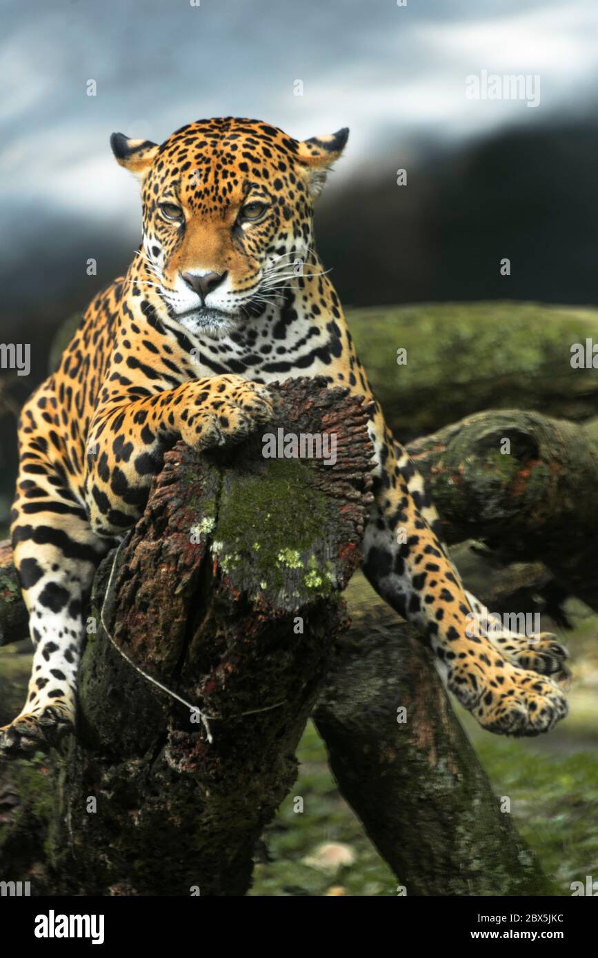 Panthera Onca Foto Stock