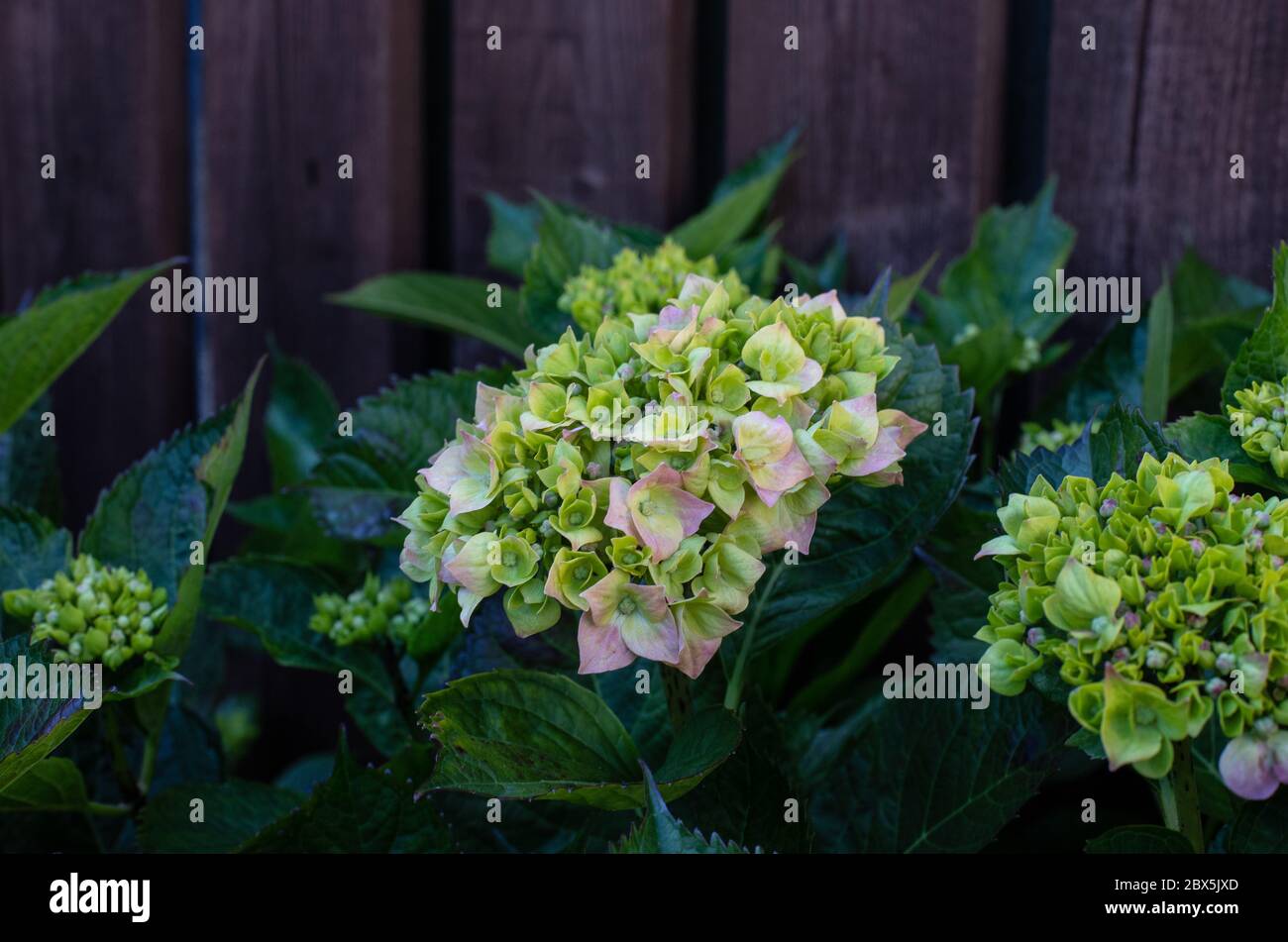 Idrangea che entra in fiore. Foto Stock