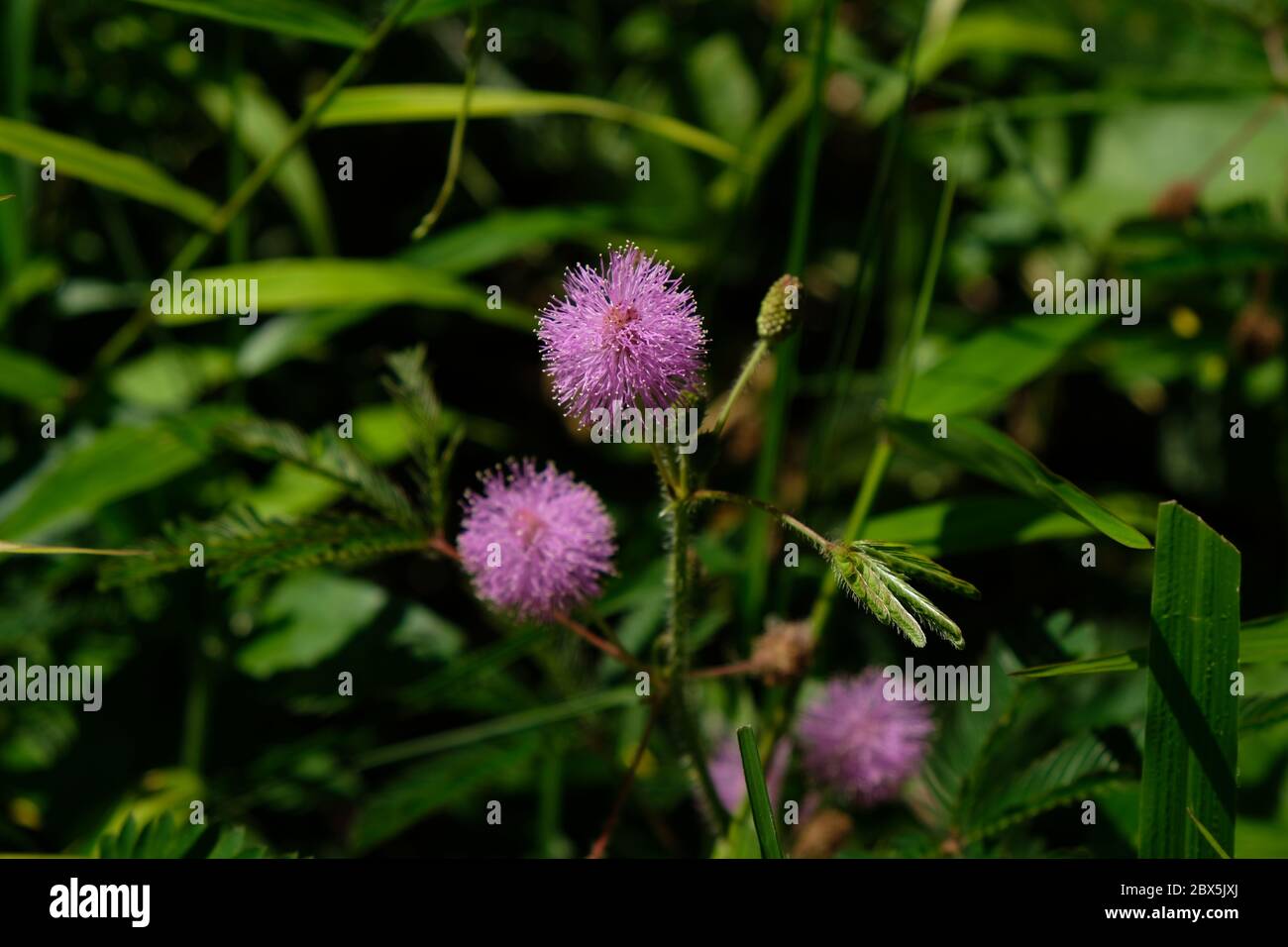 Mimosa pudica è un piccolo cespuglio di un membro di una tribù leguminosa le cui foglie possono chiudersi rapidamente / si annidano automaticamente quando viene toccato. Foto Stock