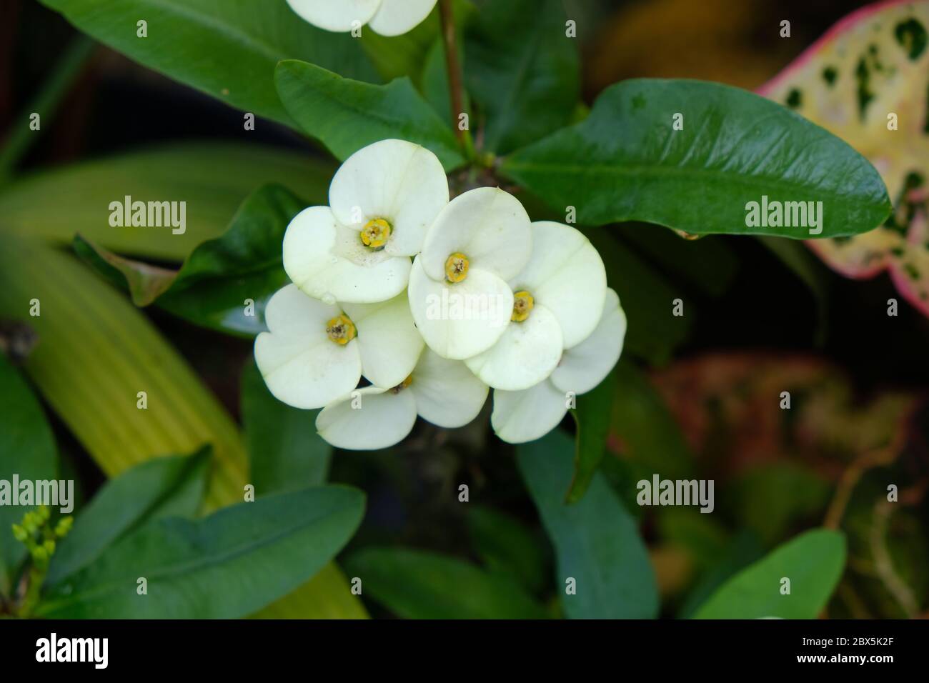 Euphorbia milii, la corona di spine, chiamata Corona de Cristo in America Latina, è una specie di pianta fiorente della famiglia Euphorbiaciae Foto Stock