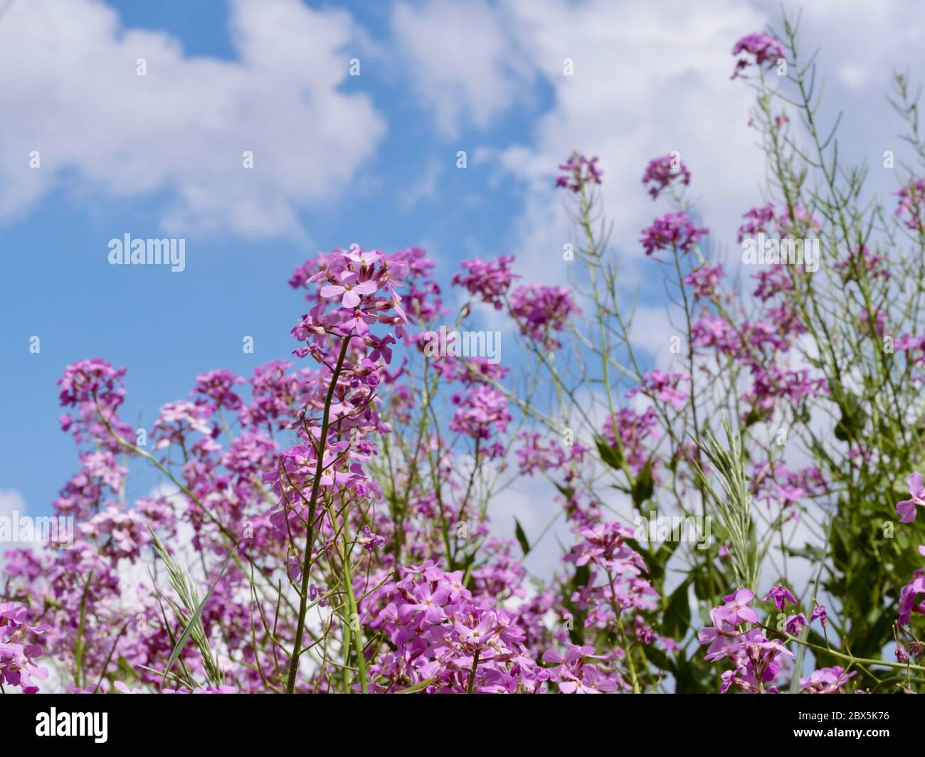 Angolo ascendente del razzo di dame, fiori di campo viola, che cresce in natura, guardando verso l'alto il cielo piuttosto blu con le nuvole bianche per uno sfondo! Foto Stock