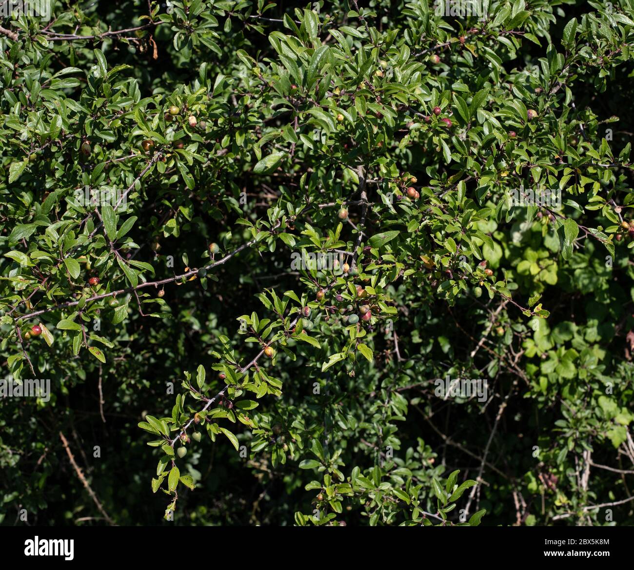 Frutta malata di sloes Foto Stock