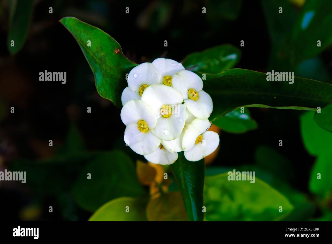 Euphorbia milii, la corona di spine, chiamata Corona de Cristo in America Latina, è una specie di pianta fiorente della famiglia Euphorbiaciae Foto Stock