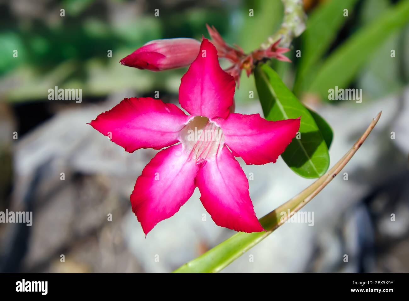 L'Adenium obesum è una specie di pianta fiorente della famiglia dei dogani, Apopynaceae, originaria delle regioni del Sahel, a sud del Sahara Foto Stock