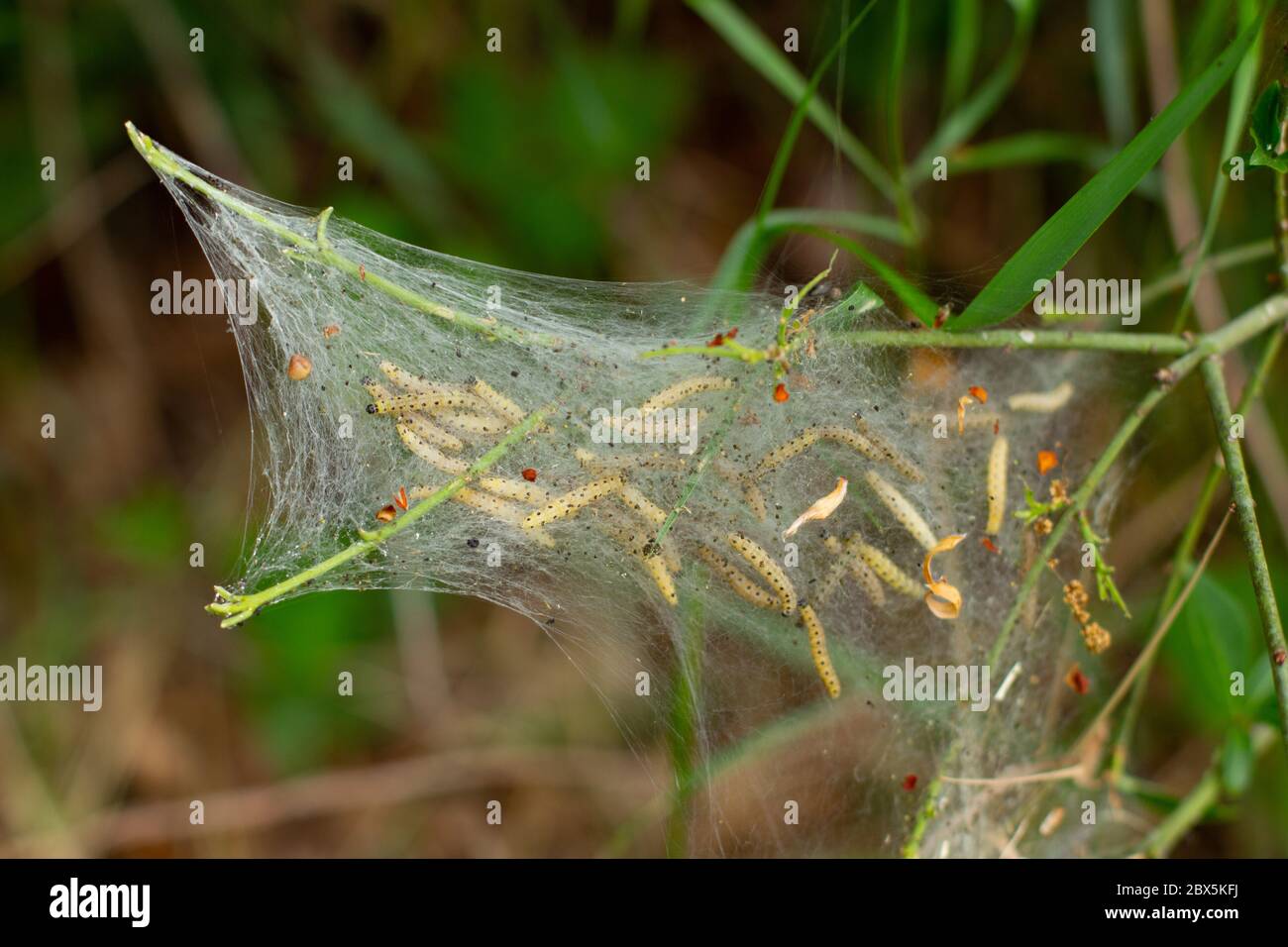 Primo piano di larve di una falda erminale, Yponomeuta malinellus o Gespinstmotte Foto Stock