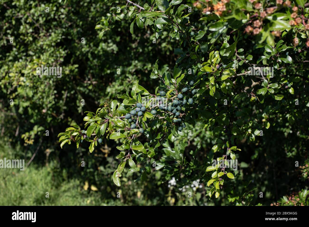 Abbondante Sloe Friut in crescita precoce Foto Stock