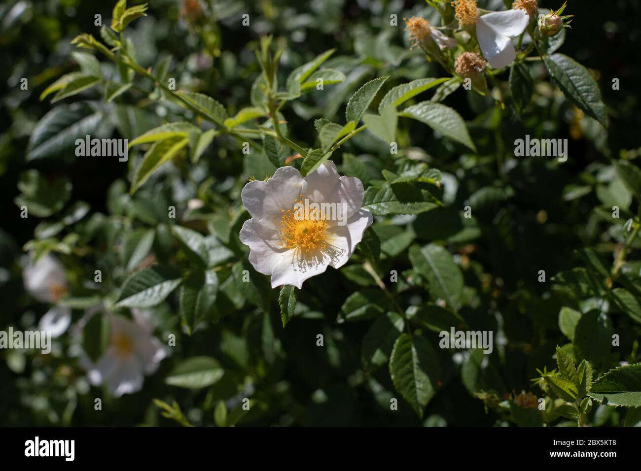 Luce del sole su cane Rose Flower Foto Stock