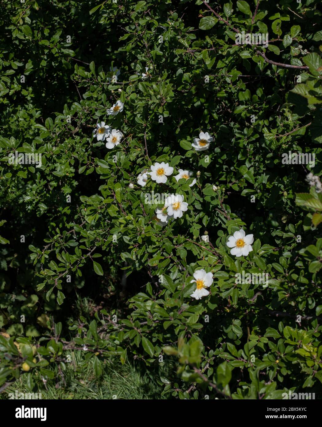 Rosa cane che cresce in una siepa gallese Foto Stock