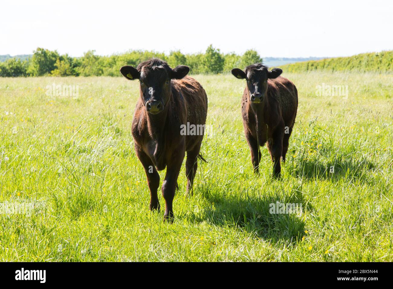 Aberdeen Angus Crossbreed Cattle, Hattingley, Medstead, Alton, Hampshire, Inghilterra, Regno unito. Foto Stock