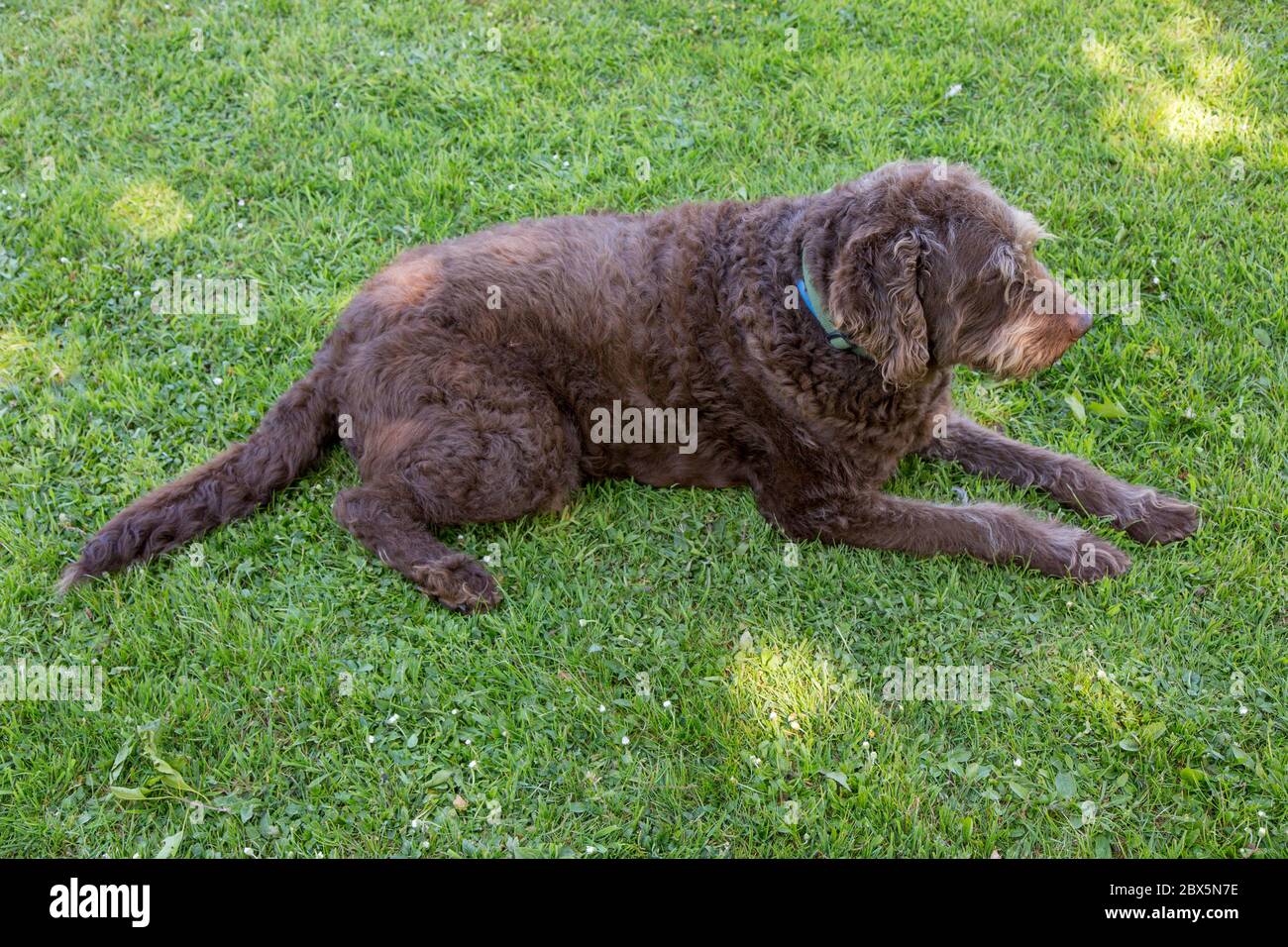 Brown Labradoodle Dog , Medstead, Alton, Hampshire, Inghilterra, Regno Unito. Foto Stock