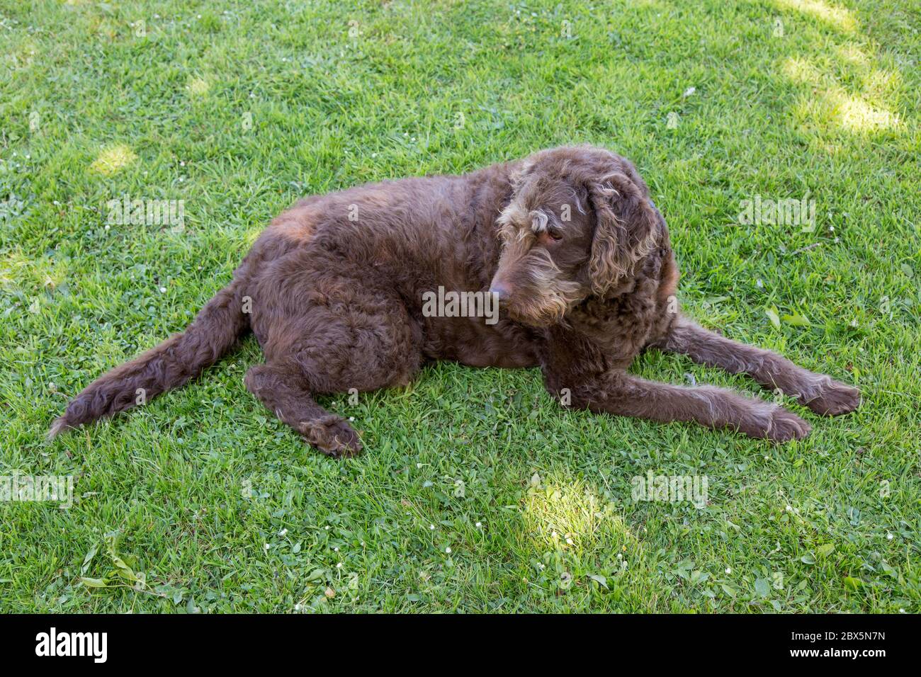 Brown Labradoodle Dog , Medstead, Alton, Hampshire, Inghilterra, Regno Unito. Foto Stock