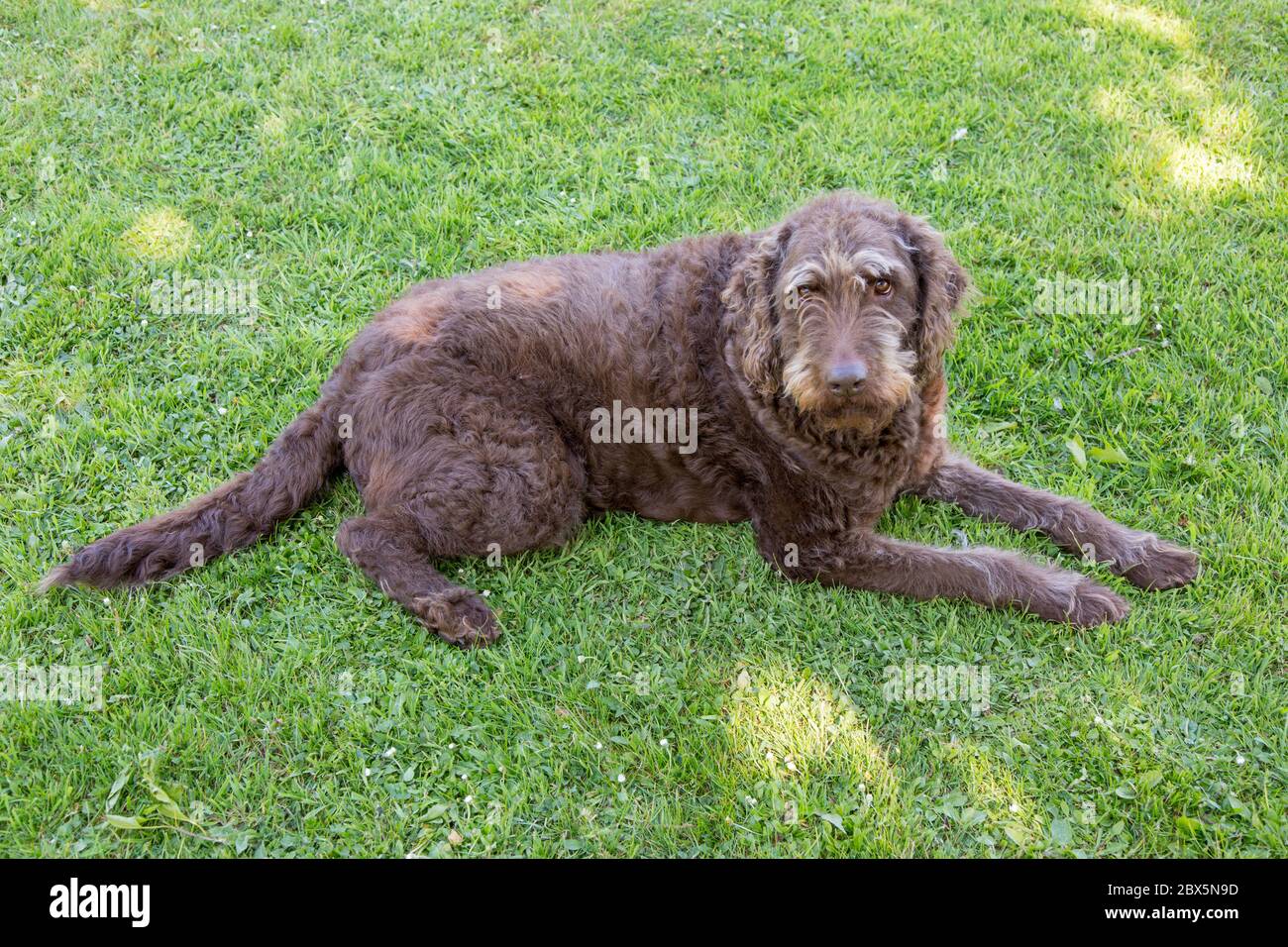 Brown Labradoodle Dog , Medstead, Alton, Hampshire, Inghilterra, Regno Unito. Foto Stock