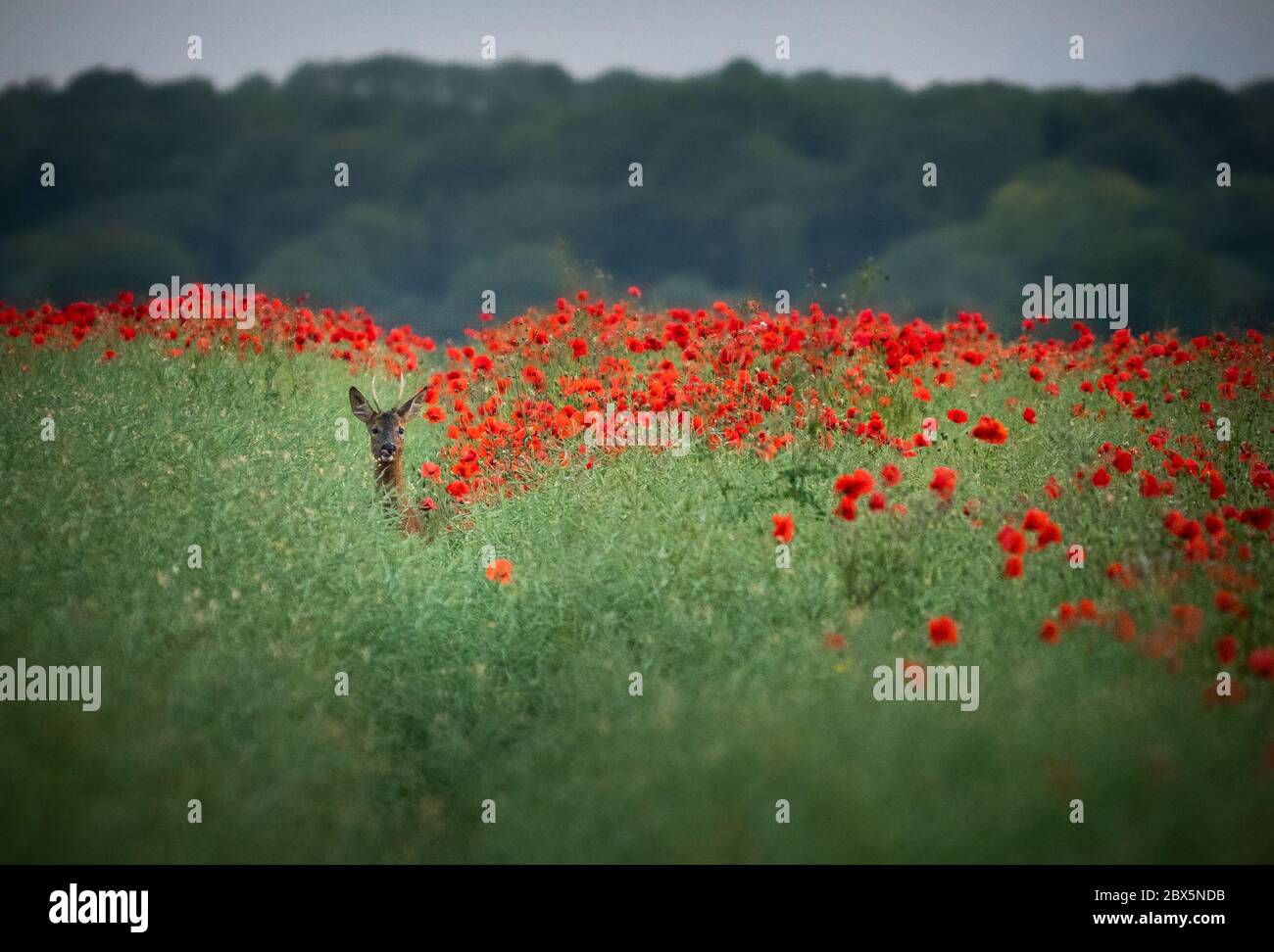 Dorchester, Dorset, Regno Unito. 5 Giugno 2020. Regno Unito Meteo. Un cervo cammina tra un vivace campo di papavero rosso nel Dorset occidentale. Credito: DTNews/Alamy Live Foto Stock