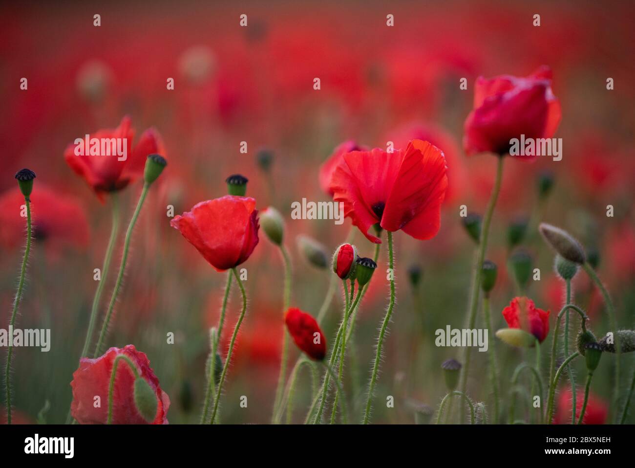 Dorchester, Dorset, Regno Unito. 5 Giugno 2020. Regno Unito Meteo. Vivace campo di papavero rosso nel Dorset occidentale. Credito: DTNews/Alamy Live Foto Stock