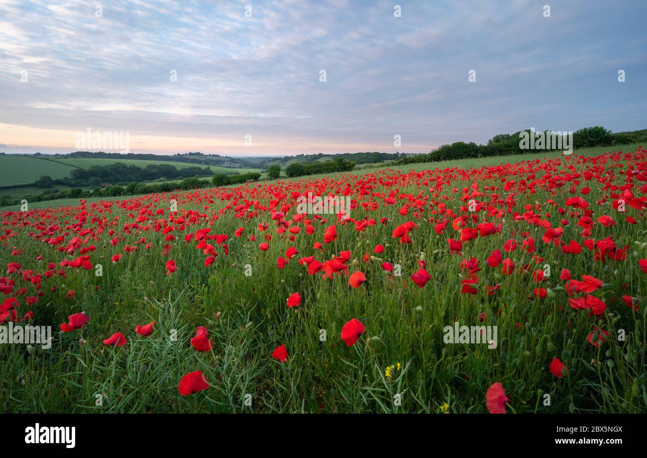 Dorchester, Dorset, Regno Unito. 5 Giugno 2020. Regno Unito Meteo. Vivace campo di papavero rosso nel Dorset occidentale. Credito: DTNews/Alamy Live Foto Stock