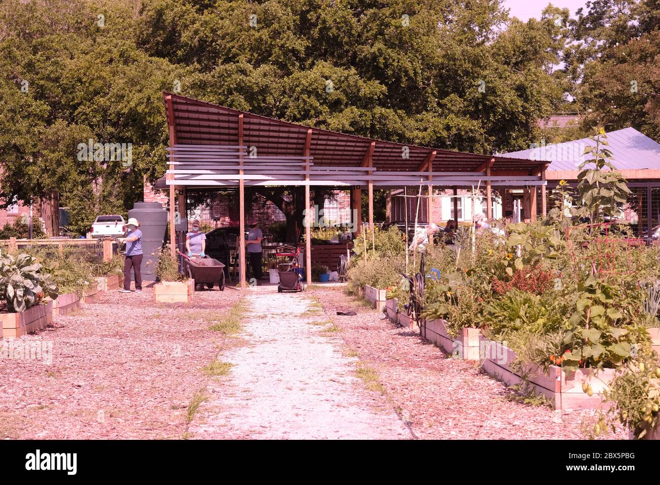 Giardino urbano con individui che lavorano per produrre Broccoli, mais, e altri prodotti e fiori per se stessi. Foto Stock