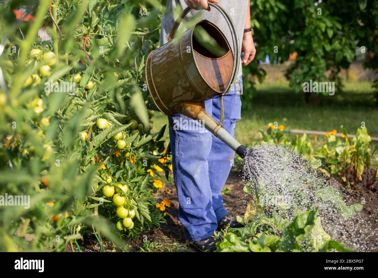 Uomo anziano annaffiando il suo enorme giardino con enorme arrenge di verdure, il concetto di giardinaggio Foto Stock